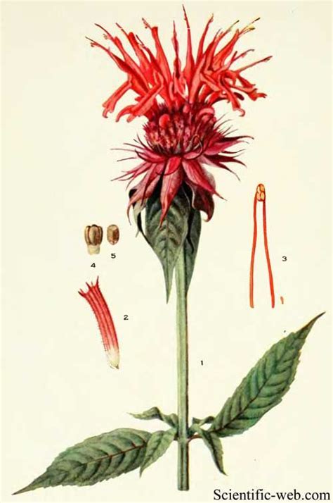 bee balm drawing|bee balm illustrations.